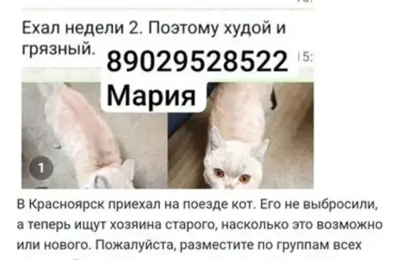 Кошка найдена, ул. 30 Июля, 1, Крск