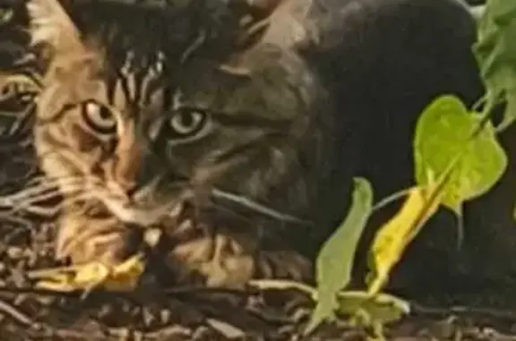 Кошка найдена: Театральный проезд, 1, Курск