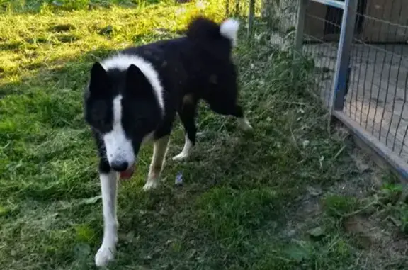 Найдена собака, Курдымово, фото: Найдена лайка, 66К-12, Смоленская обл.