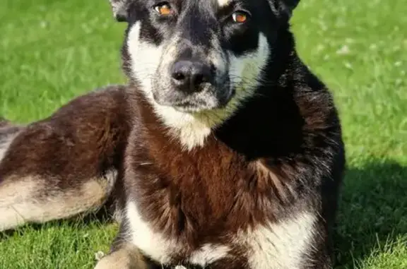 Найдена собака, Котельское, фото: Собака найдена: Нарва, Котельское СП