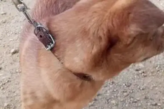 Найдена собака, Невьянск, фото: Найдена рыжая собака, Невьянск, Коллективная 25А