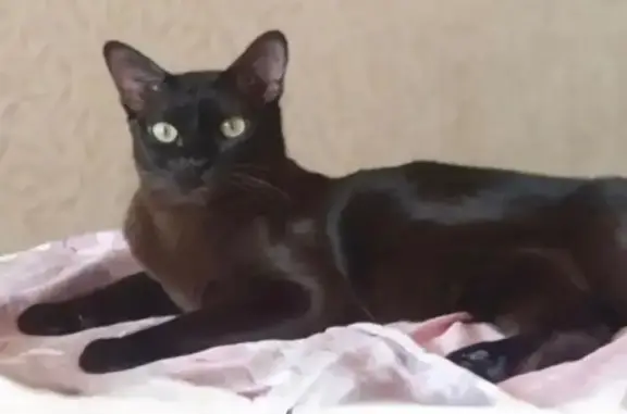 Объявления о пропавших и найденных животных, Нижний Новгород, фото: Пропала кошка, Алебастровая 61, НН