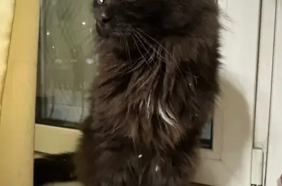 Кошка найдена, Карамзина 8, Красноярск