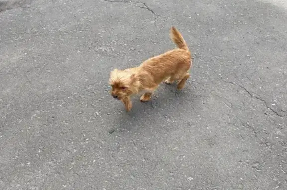 Найдена собака, Саранск, фото: Собака найдена: Комарова, 11, Саранск