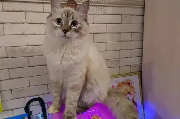 Найдена кошка, Сысерть, фото: Кошка найдена на ул. Карла Маркса, 34