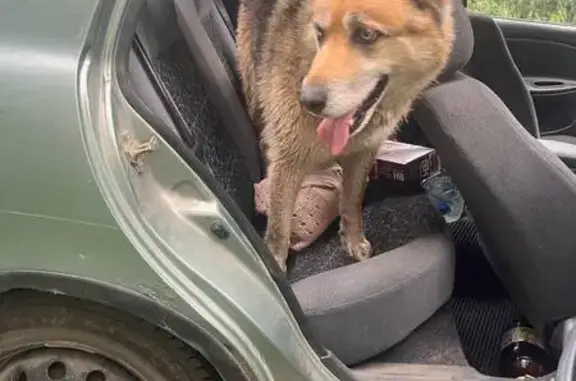 Найдена собака, Раменское, фото: Потеряшка на Донинском шоссе, Раменское