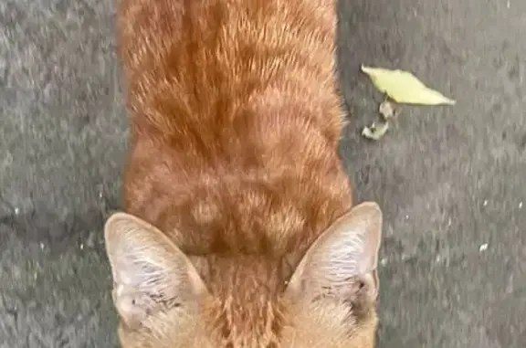 Найдена кошка, Москва, фото: Найдена кошка, Москва