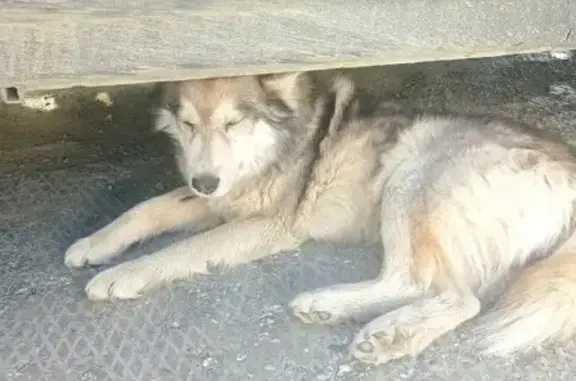 Найденные животные Нижняя Тура, фото: Собака найдена: ул. Говорова, Нижняя Тура