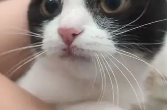 Найдена кошка, ул. Кочетова, 13/31