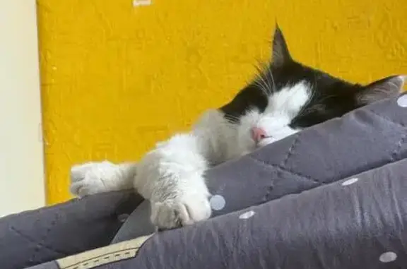 Пропала кошка