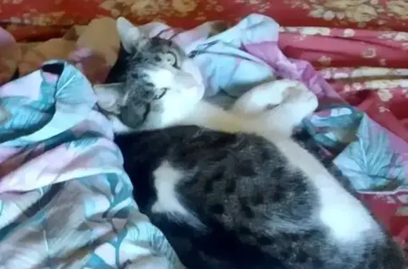 Кошки потеряшки, Пермь, фото: Потеряшка кошка на Ивановской улице, Пермь