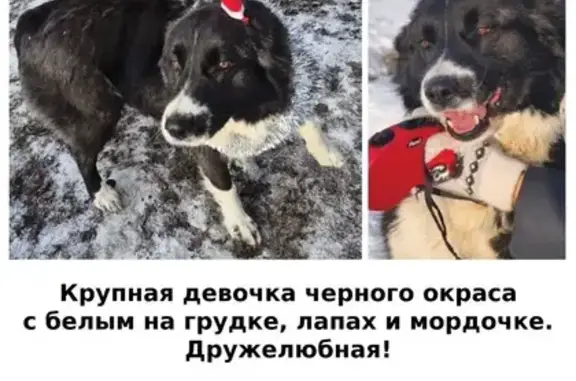 Пропала собака, Тульская область