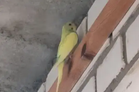 Попугай на балконе: Кондратьевский 66к1