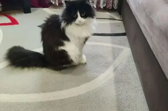Пропала кошка, Воронеж