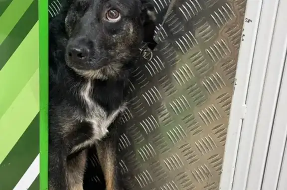 Найдена собака, Екатеринбург, фото: Найдена собака, Сиреневый б-р, 1А, Екб