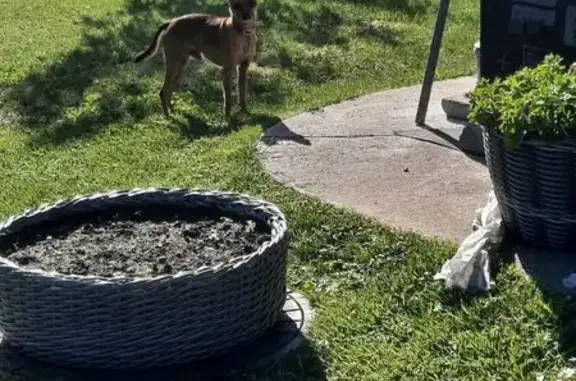 Найдена собака, Калининград, фото: Найдена собака на 27А-020, Калининград