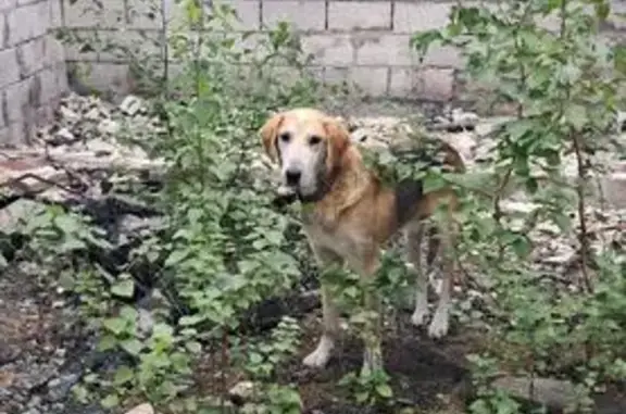 Найдена собака, Бобровка, фото: Собака найдена: Восточная ул, 1, Бобровка