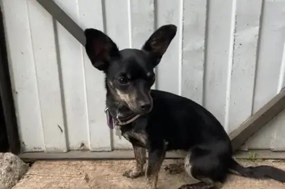 Собаки потеряшки, Омск, фото: Потеряшка собака, Госпитальная ул, 100, Омск