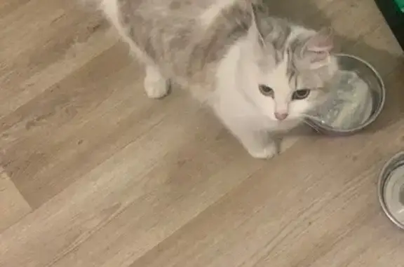 Кошка найдена у Чебоксарский пр., 11