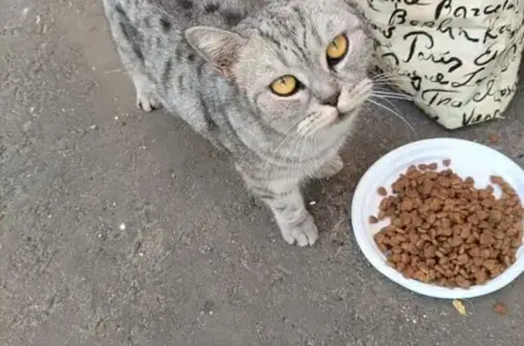 Найдена кошка, Ярославль, фото: Найдена кошка, Ярославль