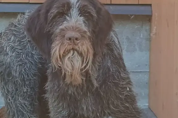 Собака найдена: Полевая ул., Немцово