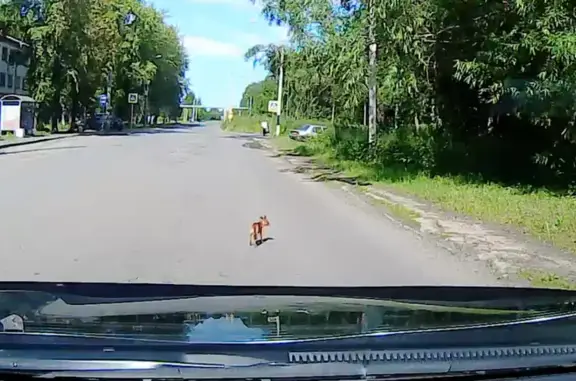 Найденные животные Архангельск, фото: Найдена собака на ул. Ильича, 46, Арх.