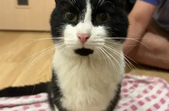 Найдена кошка, ул. 8 Марта, 145, Екб