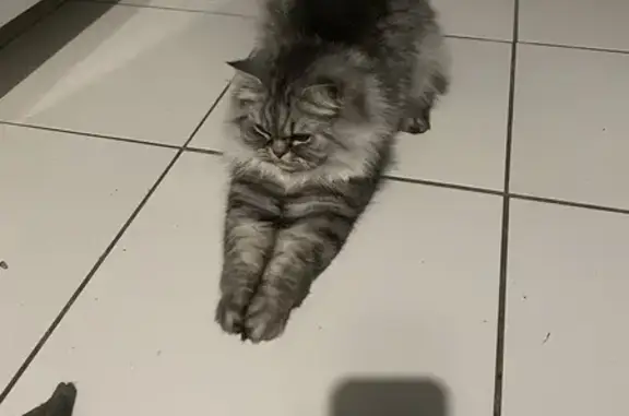 Пропала кошка, Калининград