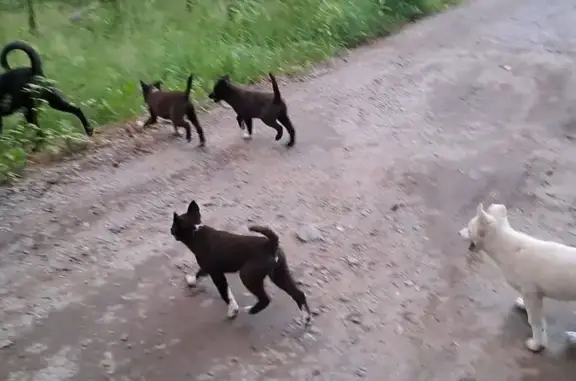 Найдена собака, Сестрорецк, фото: Найдена собака, Сестрорецк