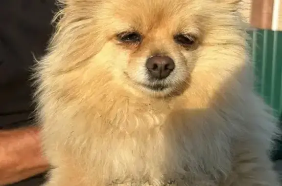 Найдена собака, 2-я Моква, фото: Найдена собака, 2-я Моква, Курская обл.