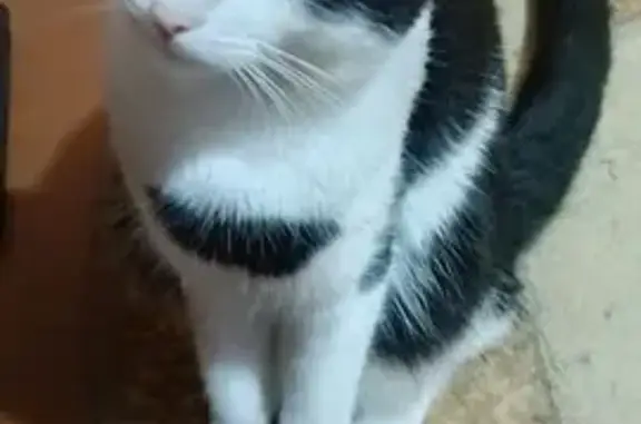 Пропал кот, Курская ул. 37/2, Железногорск