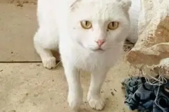 Кошка найдена на Лекарской, 29, Волгоград
