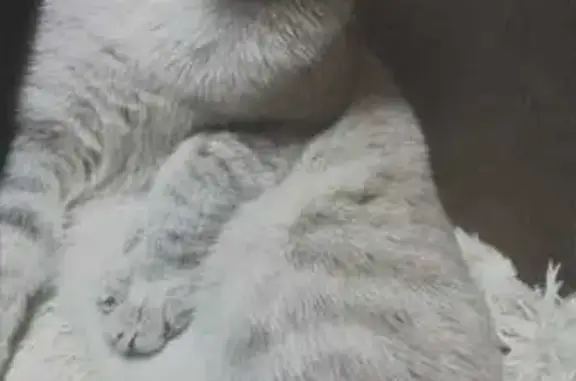 Пропала кошка, ул. Чернышевского, 105