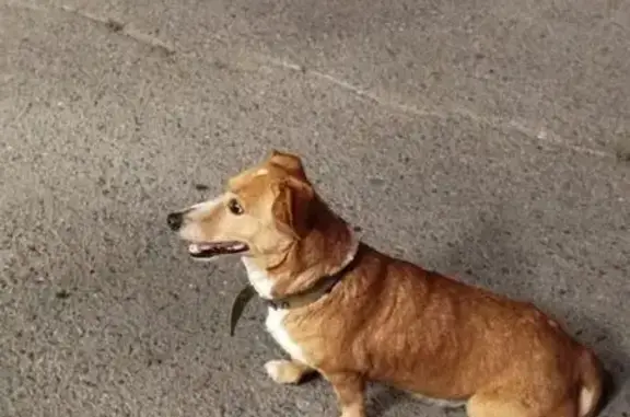 Собака найдена у Пятёрочки, Горького 25