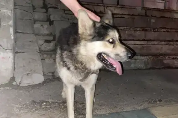 Собака найдена на Панина, 5, Нижний Новгород