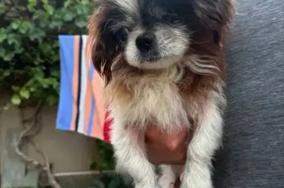 Найдена собака, , фото: Собака найдена в Николаевке, Прибрежная 46