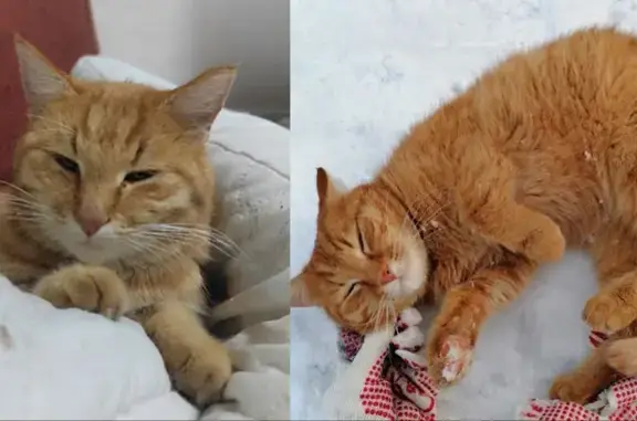 Пропала кошка, Чебоксары