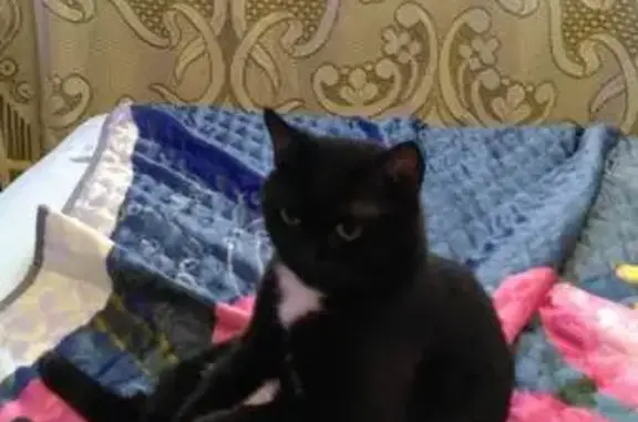 Пропала кошка