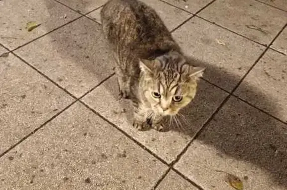 Найдена кошка, Москва, фото: Кошка найдена, Ленинградское ш., 13 к1