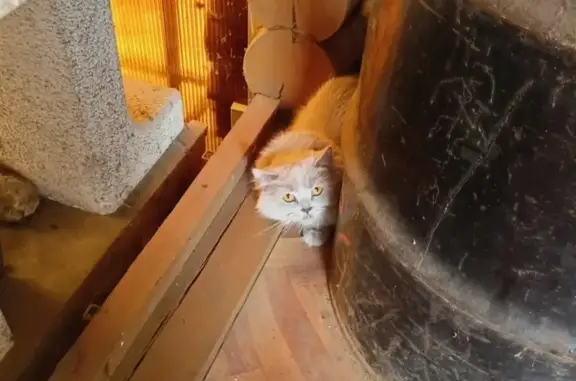 Пропала кошка, 58 Дубровицы