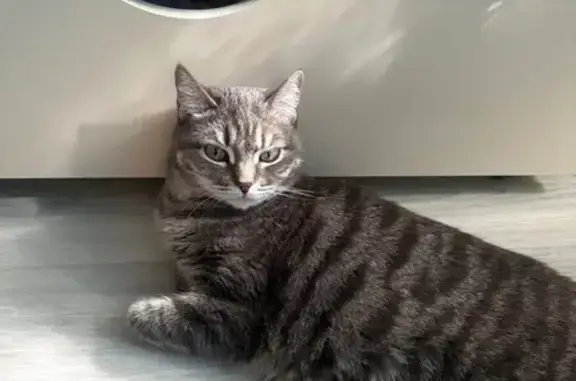 Пропала кошка, Тюмень