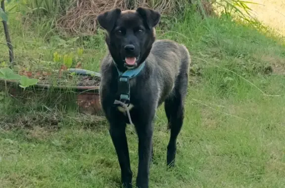 Найдена собака, Куйвозовское сельское поселение, фото: Собака найдена: 488, Куйвозовское СП