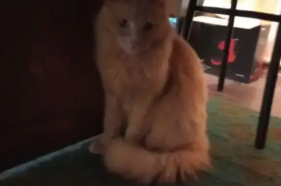 Пропала кошка, Иваново