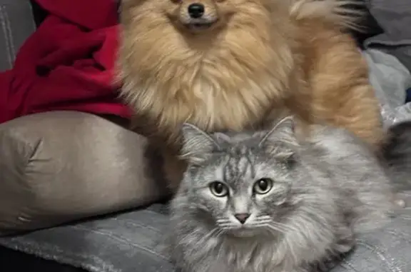 Пропала кошка, Березники