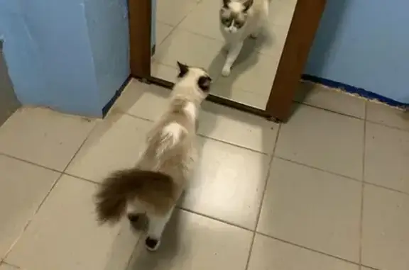 Найдена кошка, Сергиев Посад, фото: Кошка найдена у Птицеградская 21, Сергиев Посад