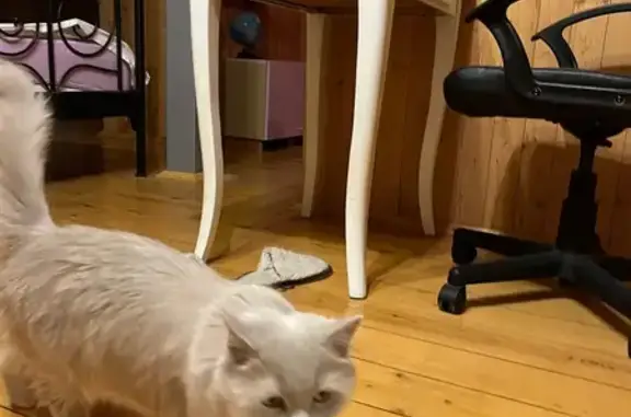 Пропала кошка, Дубровицы