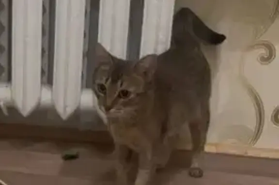 Кошки потеряшки, Хотьково, фото: Потеряшка кошка, проезд Строителей 4, Хотьково