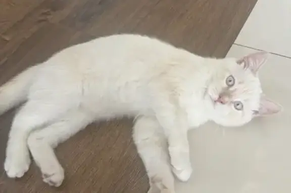 Найдена кошка, Ставрополь, фото: Кошка найдена: ул. Льва Толстого 146, Ст.