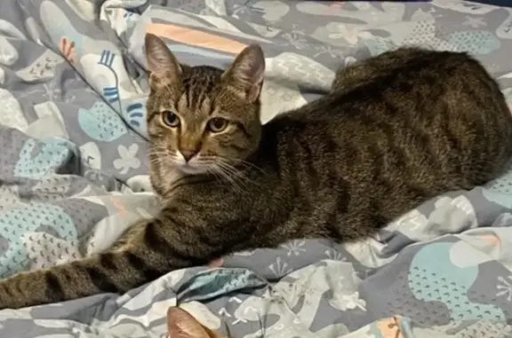 Пропала кошка