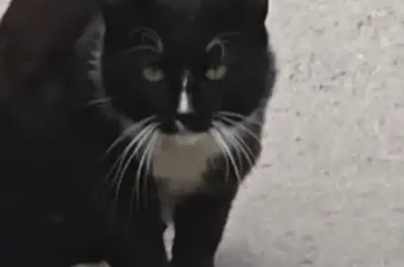 Найдена кошка, , фото: Найдена кошка